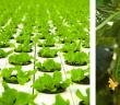 Сколько средств нужно вложить в бизнес на гидропонике: пишем бизнес-план Себестоимость выращивания клубники на гидропонике